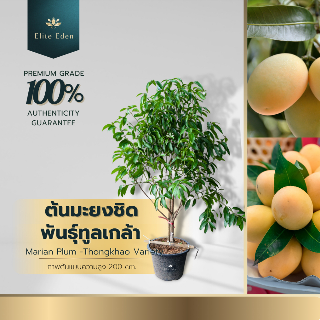 ต้นมะยงชิดพันธุ์ทูลเกล้า สูง 200 cm.(ต้นใหญ่) เวลาติดผลจะดกมาก ขนาดเสมอกันทุกพวง เมล็ดลีบเนื้อแน่น