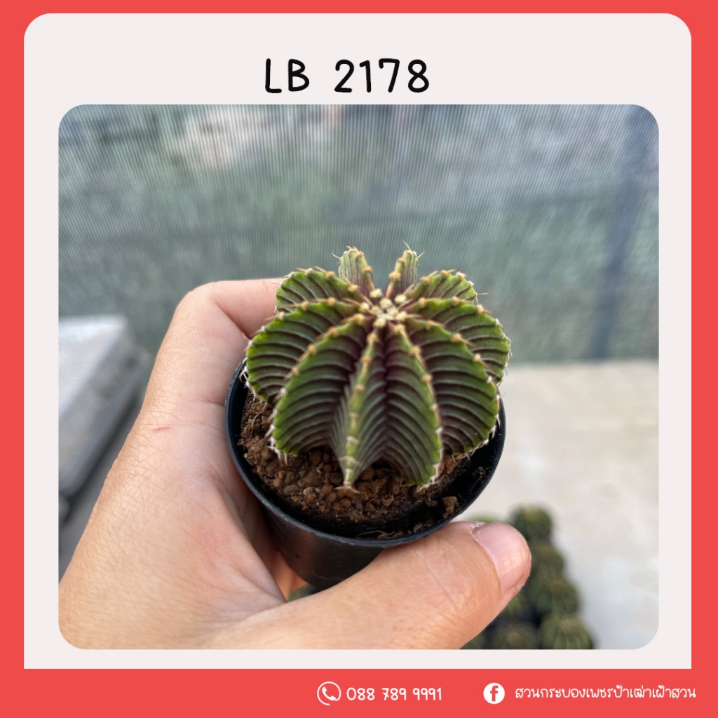 LB 2178 ยิมโน บั้งคมตัวสวย