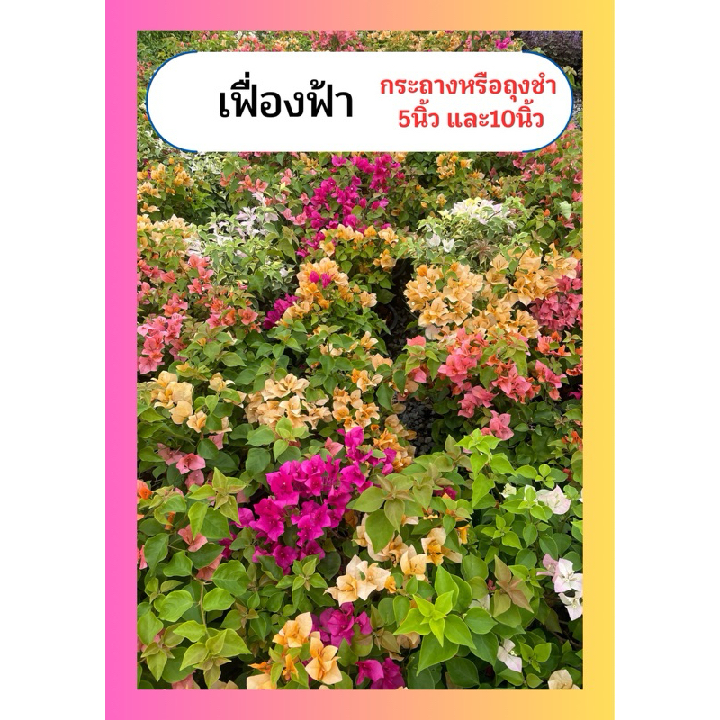 ดอกเฟื่องฟ้า หลากหลายสี สาวิตรี ทนแดด ไม้พุ่ม ถุงขำ5นิ้ว10นิ้ว