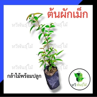 ต้นผักเม็ก กล้าไม้พร้อมปลูก Tawee Pantmai ไม้มงคล ไม้เศรษฐกิจ ต้นไม้ตาย ระหว่างขนส่งเคลมฟรี ไม้ป่า เสม็ดแดง ผักเม็ก