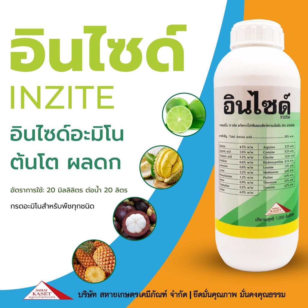 อินไซด์อะมิโน ต้นโต ผลดก ขนาด 1 ลิตร