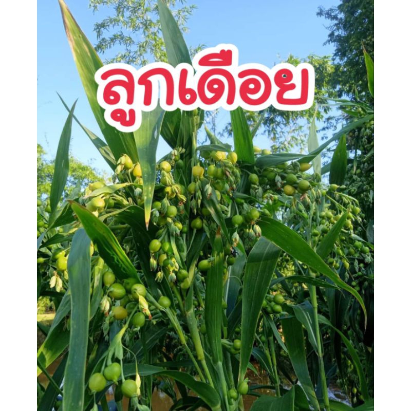 เมล็ดลูกเดือย 100 เมล็ด (พันธุ์แท้)