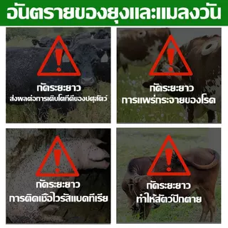 ยาไล่ยุงคอกวัว กำจัดแมลงวัน ยุง เห็บ มด เหา หมัด แมลง อัตราการฆ่า100% ยาไล่แมลงในวัว ฉีดในคอกสัตว์ได้ ไม่เป็น