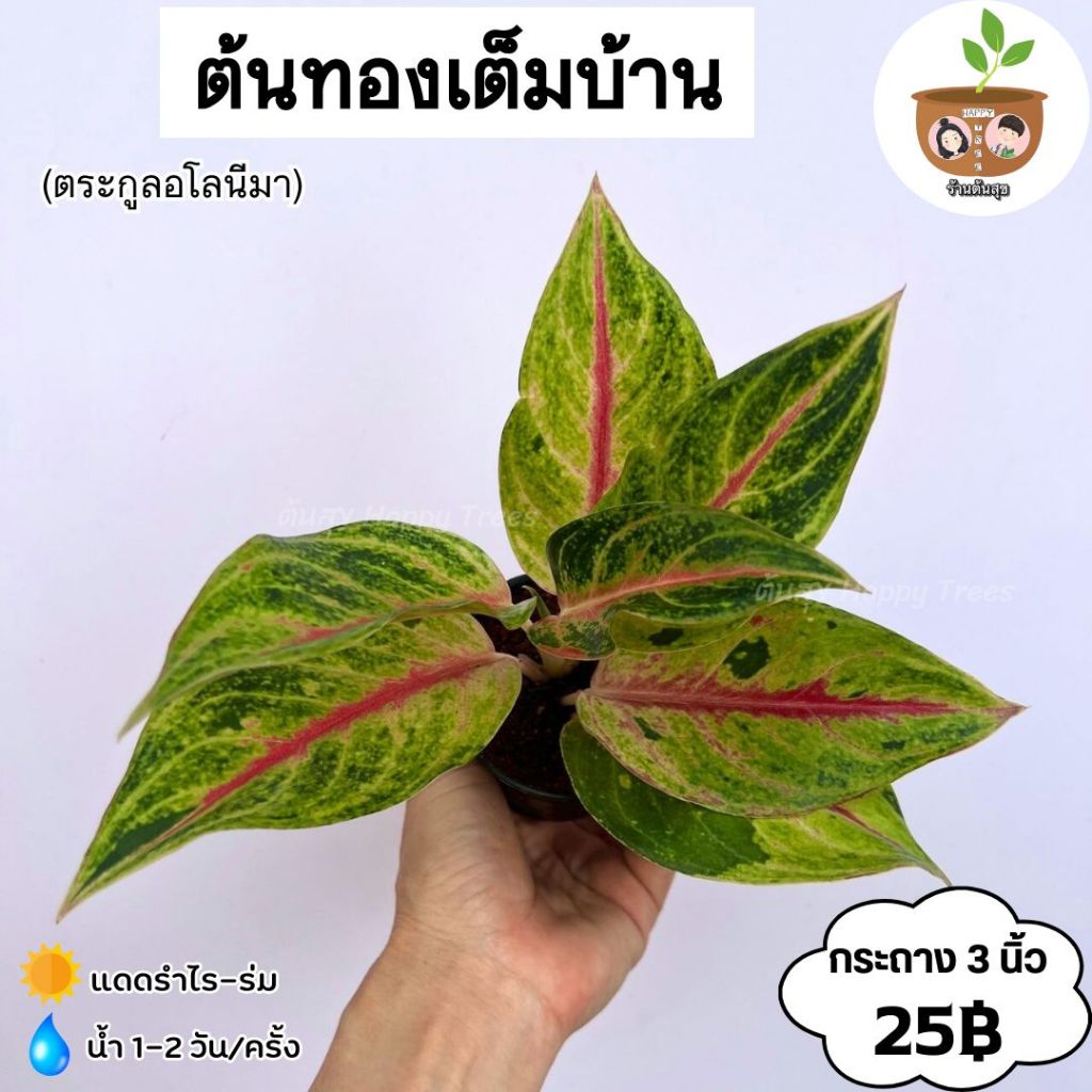 ต้นทองเต็มบ้าน (ใบเหลือง-แดง) จัดส่ง 2 ต้นขึ้นไป คละแบบได้