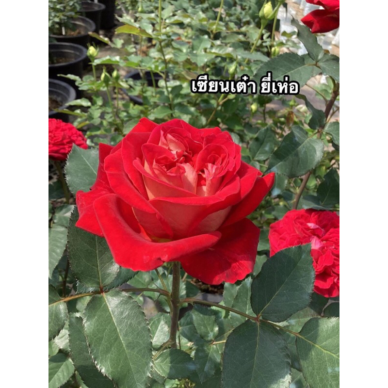 กุหลาบ-”เซียนเต๋า ยี่เห่อ“  สีแดง ดอกใหญ่ กลิ่นหอมบานทน