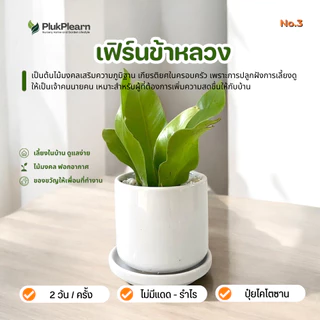ต้นไม้มงคล เซท พร้อมกระถางเซรามิค เกรด AA วางในบ้านได้ เลี้ยงง่าย มือใหม่หัดเลี้ยง ดูแลง่าย