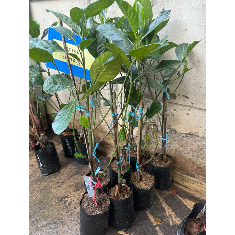 #ต้นขนุนทองประเสริฐ (ทาบกิ่ง) สูงราว60-70เซน ของแท้ราชินีขนุนเหลือง - รูปที่ 5
