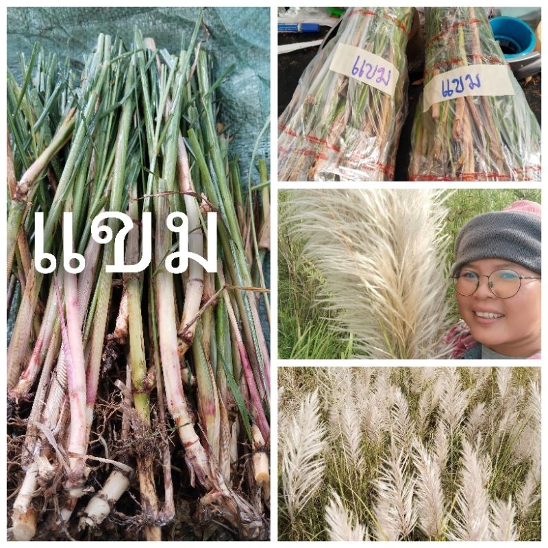 ต้นพันธุ์​ดอกแขม1ชุด​50กิ่ง100​บาท​(สำหรับปลูก)