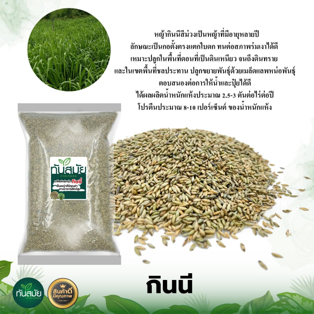 เมล็ดหญ้า กินนี่ สีม่วง (Purple grass) เมล็ดพันธ์ุหญ้า มี2ขนาดให้เลือก500 กรัม และ1กิโลกรัม
