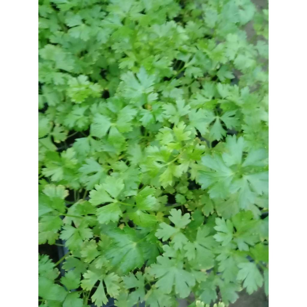 ต้นกล้า พาร์สลีย์ใบหยิก ส่งแบบห่อราก