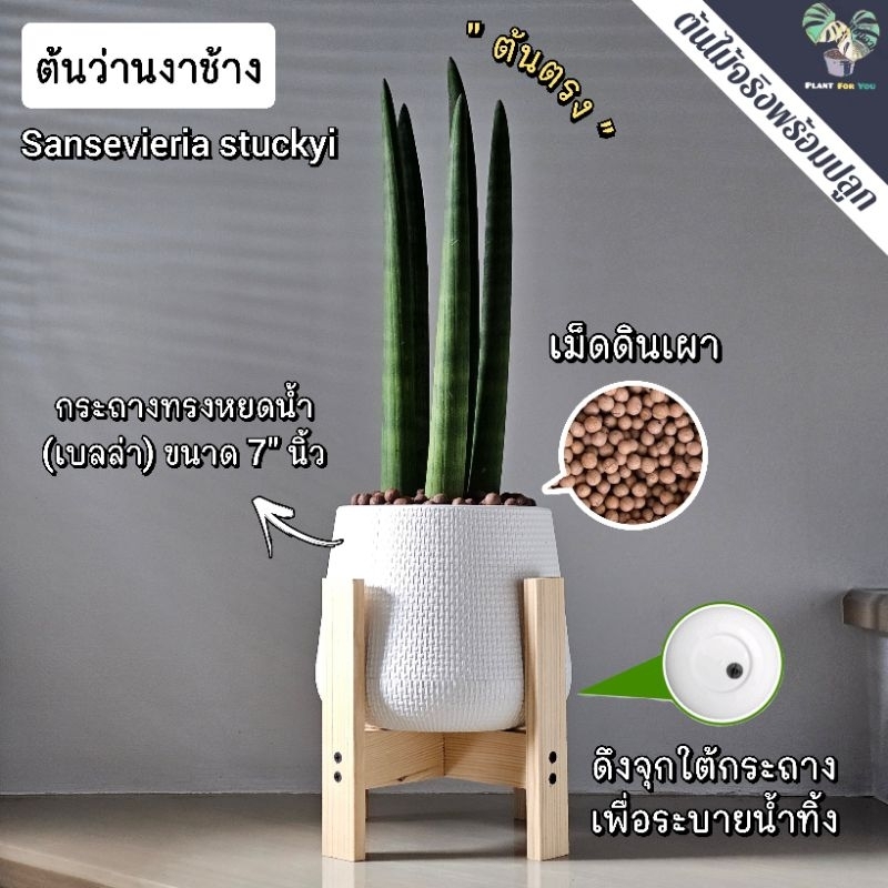 💤ว่านงาช้าง(Boncel) (มี5ต้น) (ต้นไม้ฟอกอากาศ) ต้นสูง25-30++Cm. พร้อมกระถาง+จานรอง+หิน+ขาตั้งไม้สน PLANT FOR YOU