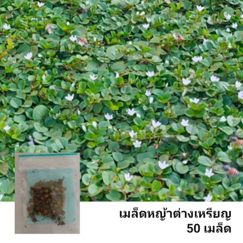 เมล็ดพันธุ์ หญ้าใบต่างเหรียญ 1 ซอง 50 เมล็ด