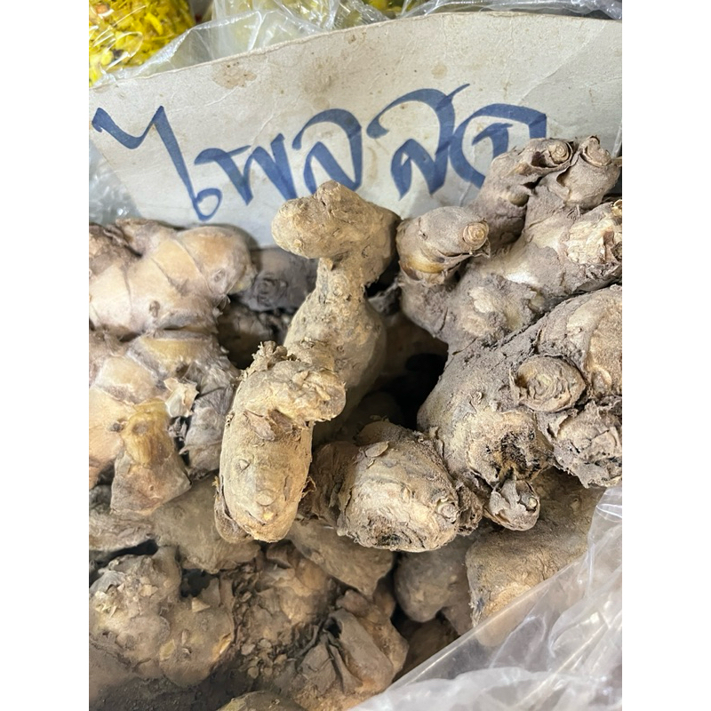 ไพลสด เหง้าไพล ไพลเหลือง 1 กิโลกรัม