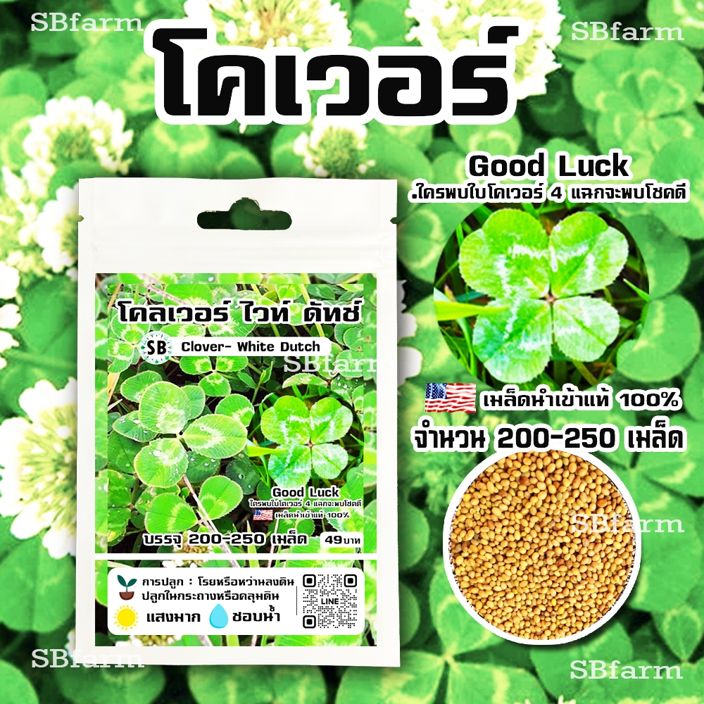 เมล็ดโคลเวอร์ แท้100% - Clover White Dutch  [200-250เมล็ด/ซอง] 🔥โปรโมชั่น [ซื้อ 2 แถม 1ซอง