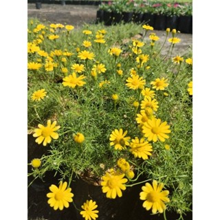 ดอกเดซี่สีเหลือง1ต้นถุงดำใหญ่ดอกไม้ประดับ