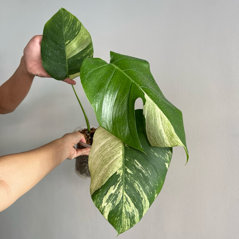 monstera mint borsi x deli var. (มอนมิ้น)