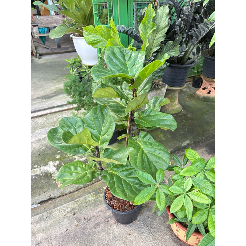 ไทรใบสักใบใหญ่ ไทรใบสัก  Fiddle Fig #ไทรใบสัก #FiddleFig #ไม้ฟอกอากาศต้น ต้นใหญ่1 ต้นต่อกล่องปลอดภัยกว่าค่ะ