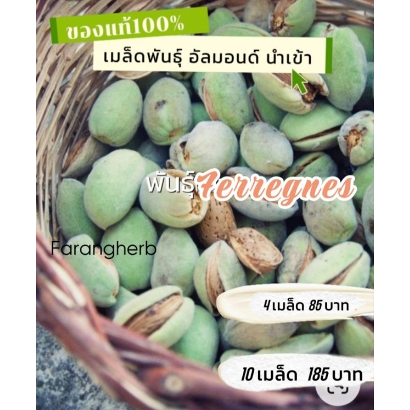 เมล็ดพันธุ์อัลมอนด์สำหรับเพาะ!! Almond Ferregnes 10 เมล็ด185 บาท