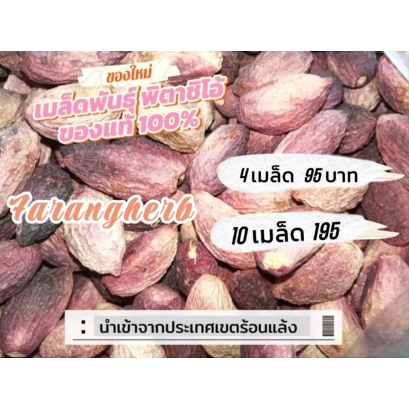 เมล็ดพันธุ์สำหรับเพาะ พิสตาชีโอ ( p i s t a c h i o ) ส า ย พั น ธุ์ G a z i a n t e p 10เมล็ด 195 บาท ระวังของปลอม
