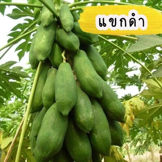 เมล็ดมะละกอ สายพันธุ์แท้ มีให้เลือกหลากหลายสายพันธุ์ บรรจุ 30-40 เมล็ด