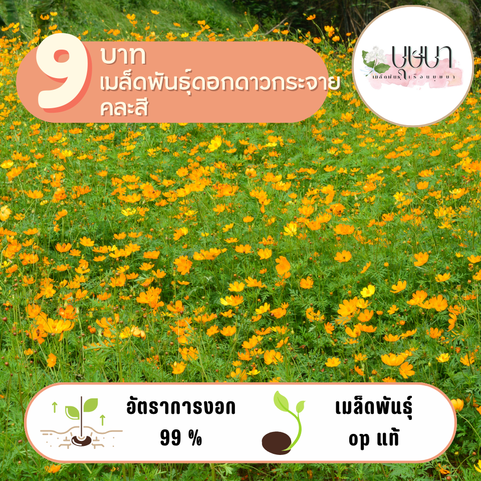 ดาวกระจายคละสี 9บาท 200เมล็ด