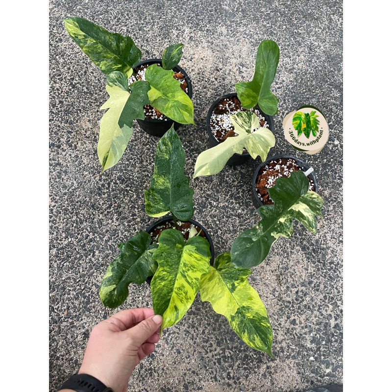 ฟิโลเดนดรอน philodendron florida beauty X mayoiฟิโลก้ามกุ้งด่าง x มาโยอิ