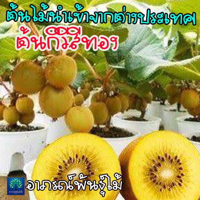 ต้นกีวีสีทอง ต้นเสียบยอดอายุ 2 ปี ไม้นำเข้า ปลูกได้ทุกภาคของไทย