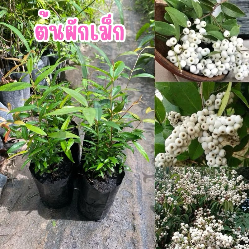 ต้นผักเม็ก(ถุงละ20บาท) 1ถุงมี3-5ต้นผักพื้นบ้าน นิยมทานเป็นผักสดต้นสวยแข็งแรงพร้อมปลูก