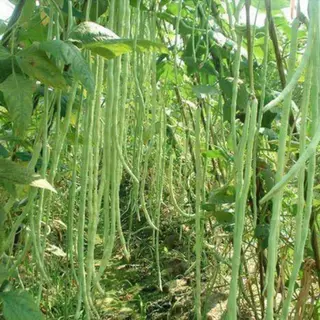 เมล็ดพันธุ์ ถั่วฝักยาว 20 เมล็ด ถั่วค้าง ถั่วเนื้อ[10เเถม 1คละได้