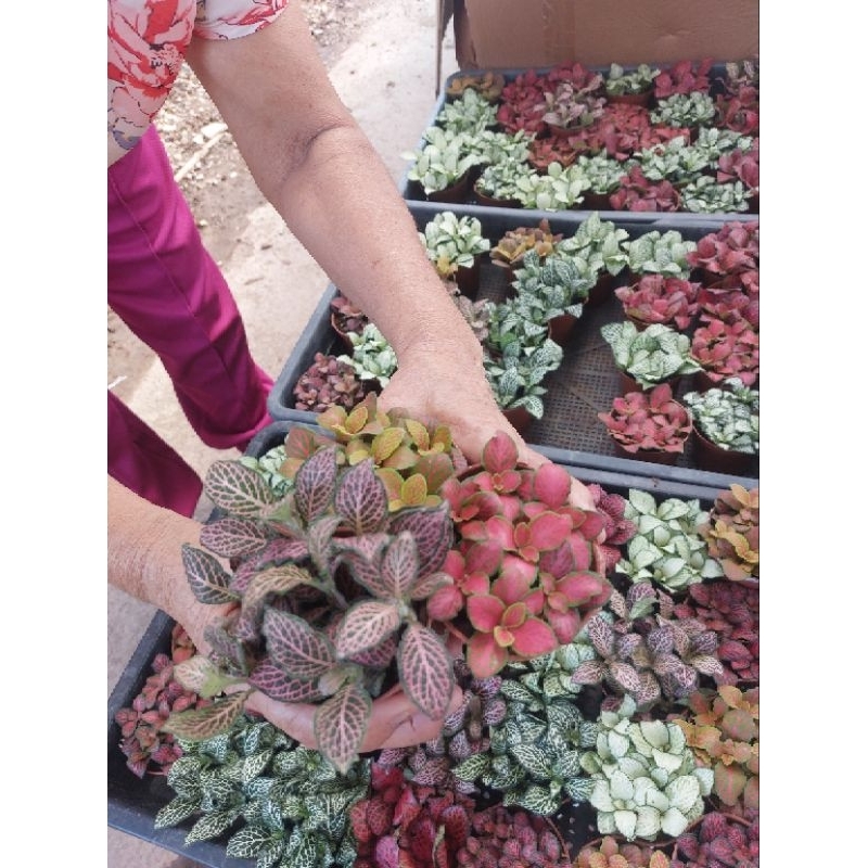 ต้นพรมออสเตรเลีย3นิ้ว ไม้มงคล ช่วยเสริมการเติบโตและพลังงานที่ดี