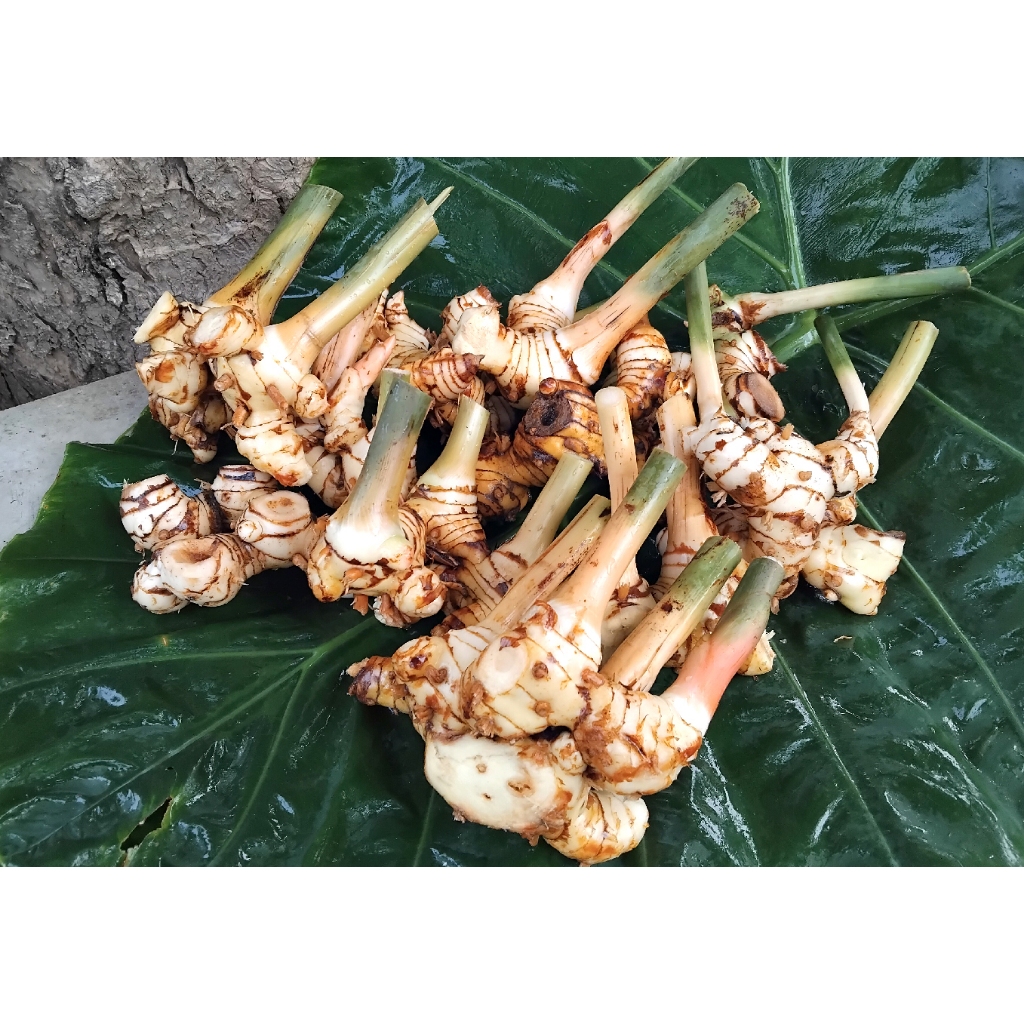 ต้นพันธุ์ ข่าเหลือง ชุดละ 1 กิโลกรัม (สำหรับเพาะปลูก) ขุดสดตามสั่งเท่านั้นปลูกธรรมชาติปลอดสารเคมี