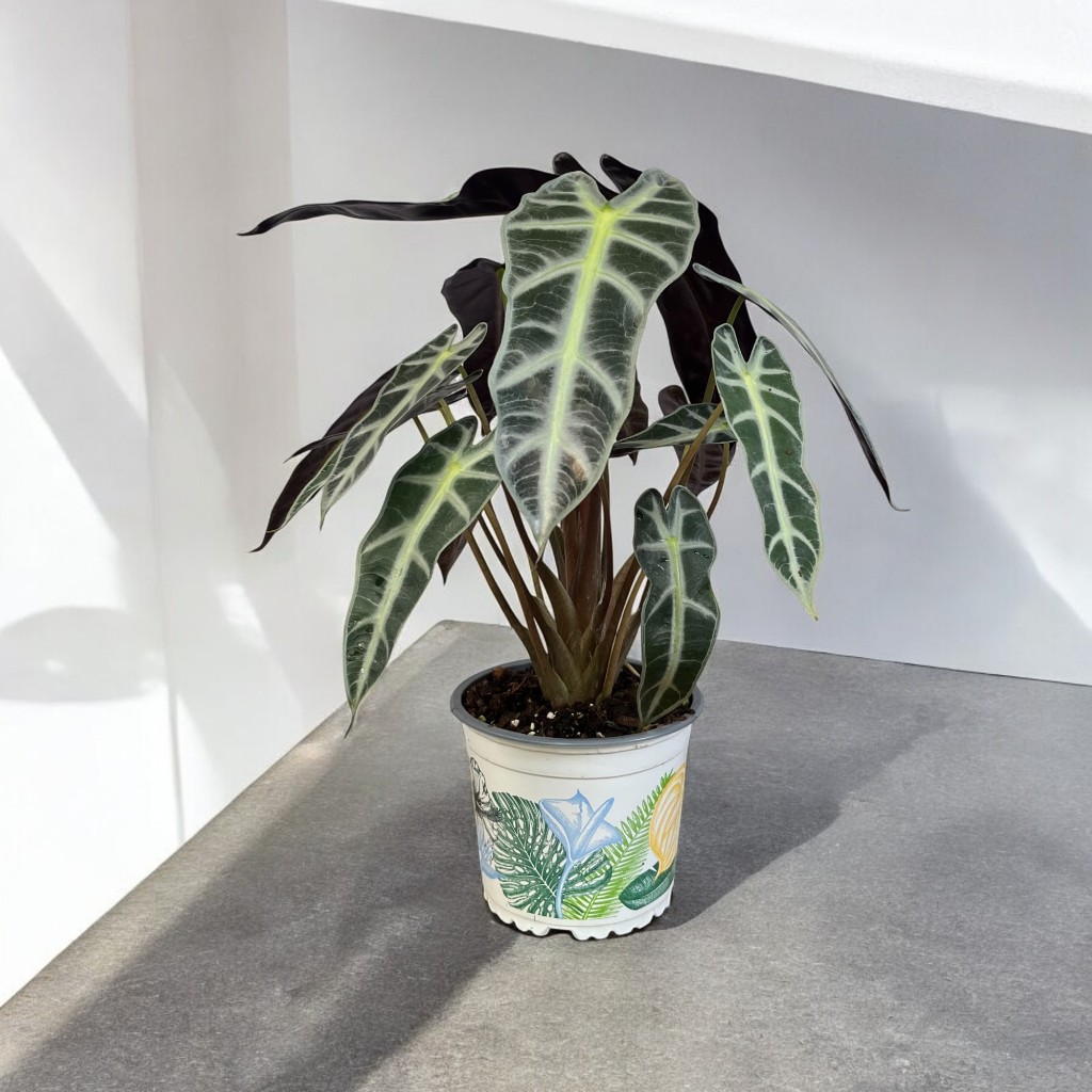 Alocasia Bambino แก้วสารพัดนึกตัวเมีย กระถาง 5 นิ้ว