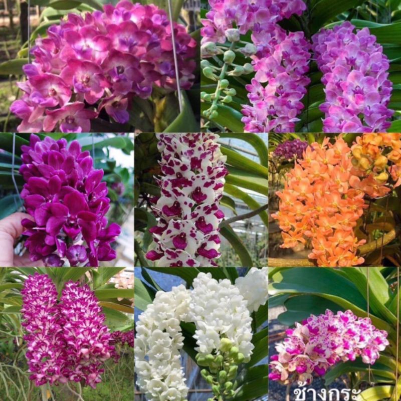 กล้วยไม้สกุลช้างคละสีคละแบบ-ทักข้อความเพื่อเลือกสี ไม้นิ้วคัดพิเศษ อ่านรายละเอียดก่อนสั่งซื้อ