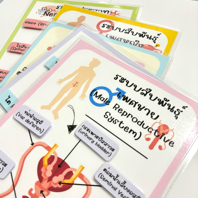 “ระบบต่างๆในร่างกาย”สื่อการสอนวิทยาศาสตร์
