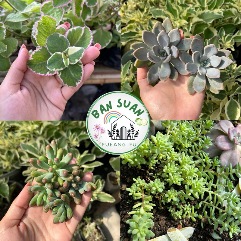 กุหลาบหิน ไม้อวบน้ำ (1ต้น ตัดสด ไม่มีราก) succulents ต้นไม้ แคคตัส ไลทอป ไม้อวบน้ำ ราคาส่ง!!