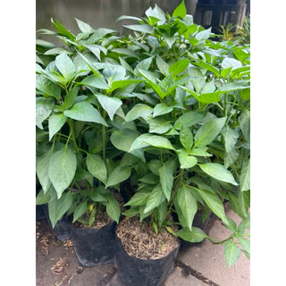 🌶️🌶️🌶️ต้นพริกขี้หนู กระถาง 5-8" สินค้าพร้อมส่ง😀