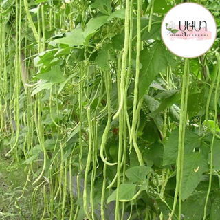 เมล็ดพันธุ์ถั่วฝักยาว 20 เมล็ด 9 บาท