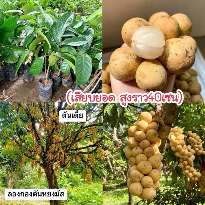 #ต้นลองกองตันหยงมัส (ต้นเล็ก) เสียบยอดสูงราว 60 เซนให้ผลผลิตเร็วภายใน2ปี