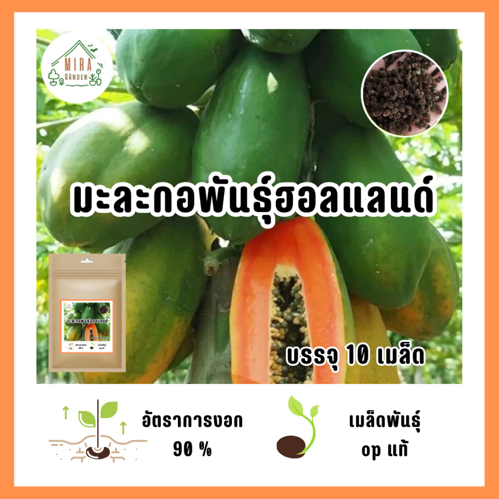 5บาท เมล็ดมะละกอฮอลแลนด์ 10 เมล็ด