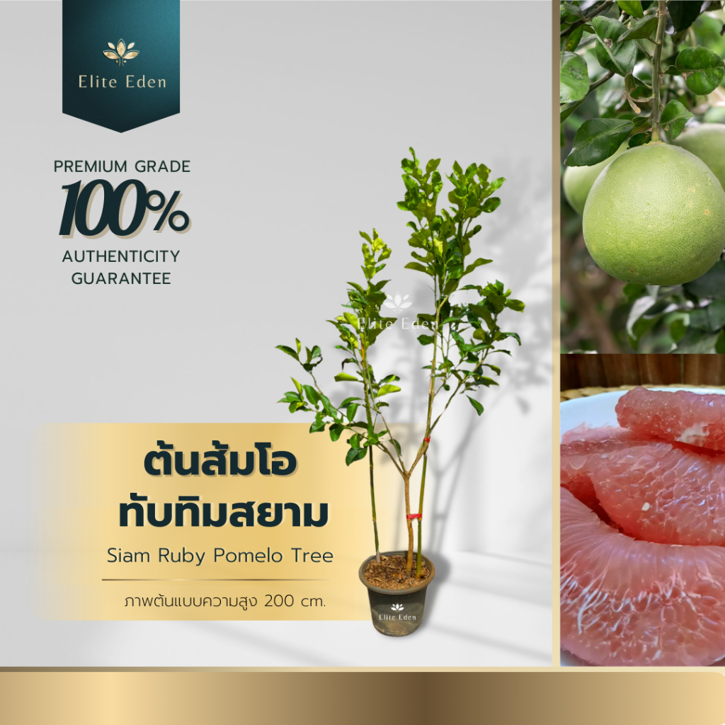 ต้นส้มโอทับทิมสยาม ความสูง 150-200 cm. (ต้นใหญ่) ของแท้จากปากพนัง รสชาติดี เนื้อแดง ลูกใหญ่