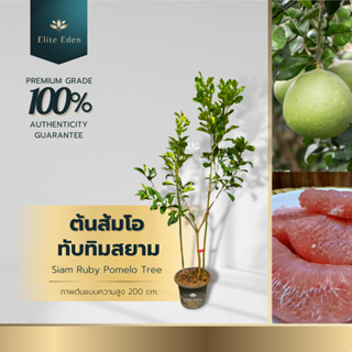 ต้นส้มโอทับทิมสยาม ความสูง 150-200 cm. (ต้นใหญ่) ของแท้จากปา…