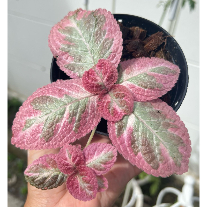 พรมญี่ปุ่น คลีโอพัตรา Episcia Cleopatra พรมกำมะหยี่ สีชมพูต้นเล็ก ดอกสีแดง กระถาง 4 นิ้วราคาแบ่งปัน