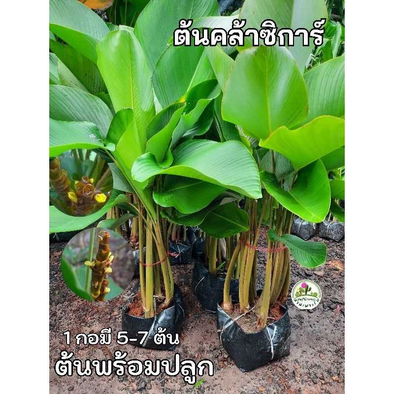 ต้นคล้าซิการ์  คล้าซิการ์