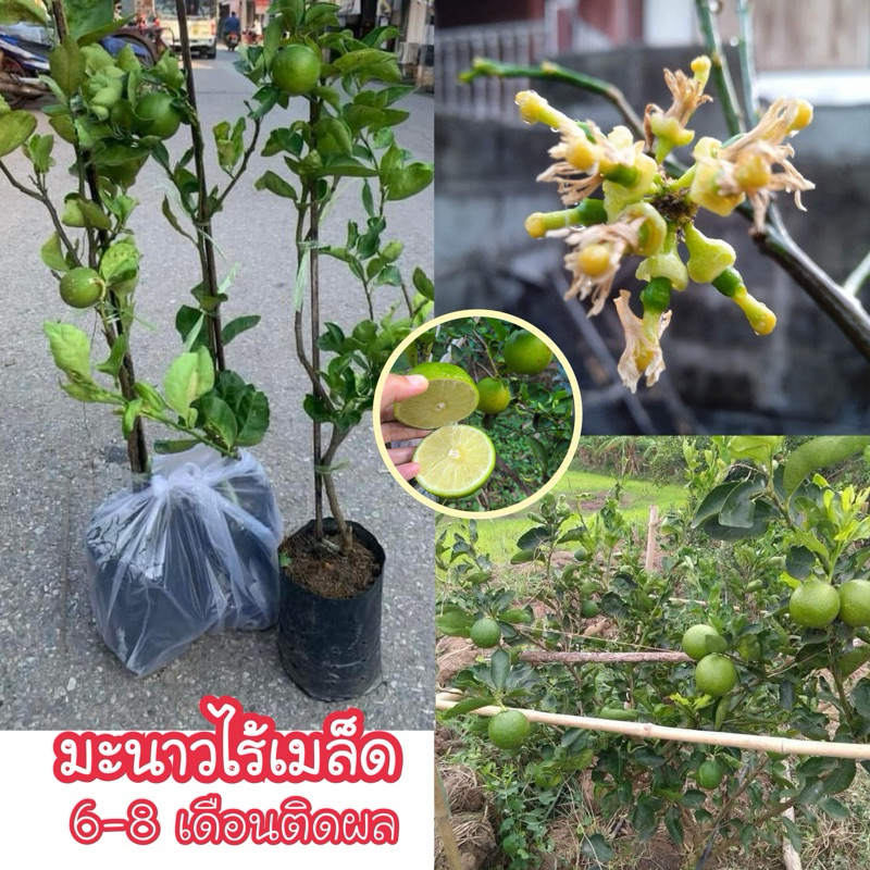#ต้นมะนาวตาฮิติ ไร้เมล็ด กิ่งตอนสูงราว 70 เซน-1เมตร 3-5เดือน ติดผล #มะนาวตาฮิติ