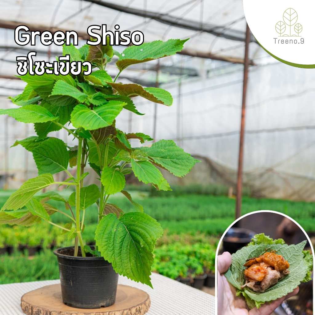 Treeno.9 T453 ซิ โซะเขียว หรือ ใบโอบะ (ใบงาเกาหลี) (Green Shiso) กระถาง 6 นิ้ว / สูง 40-50 ซม. /กลิ่นหอม ดีต่อสุขภาพ