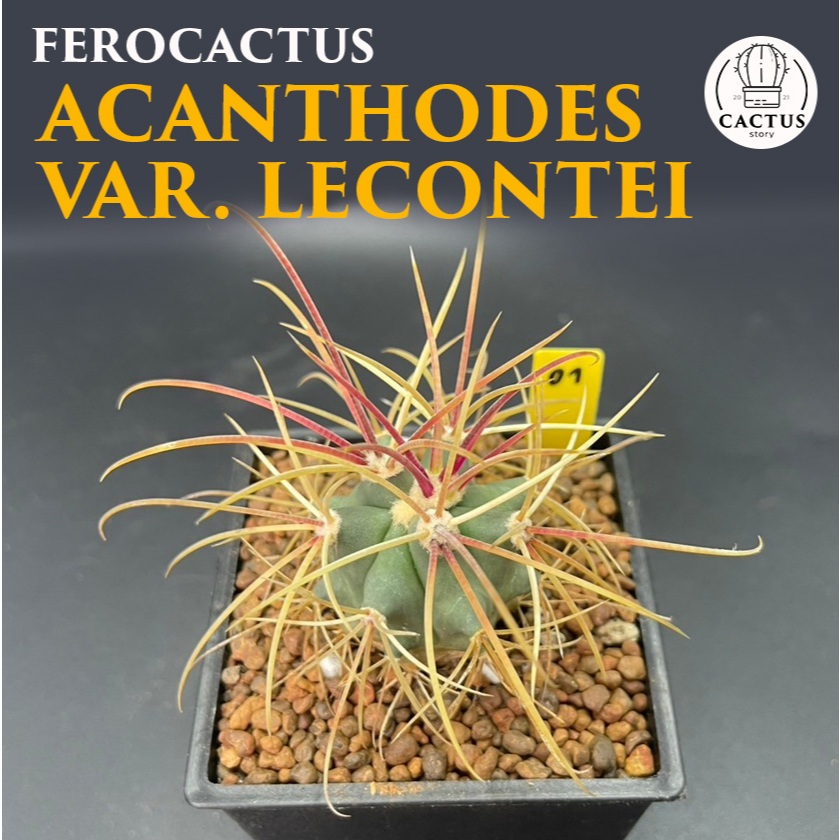 Ferocactus acanthodes var. lecontei ไม้เมล็ด กรถาง 2.5 นิ้ว