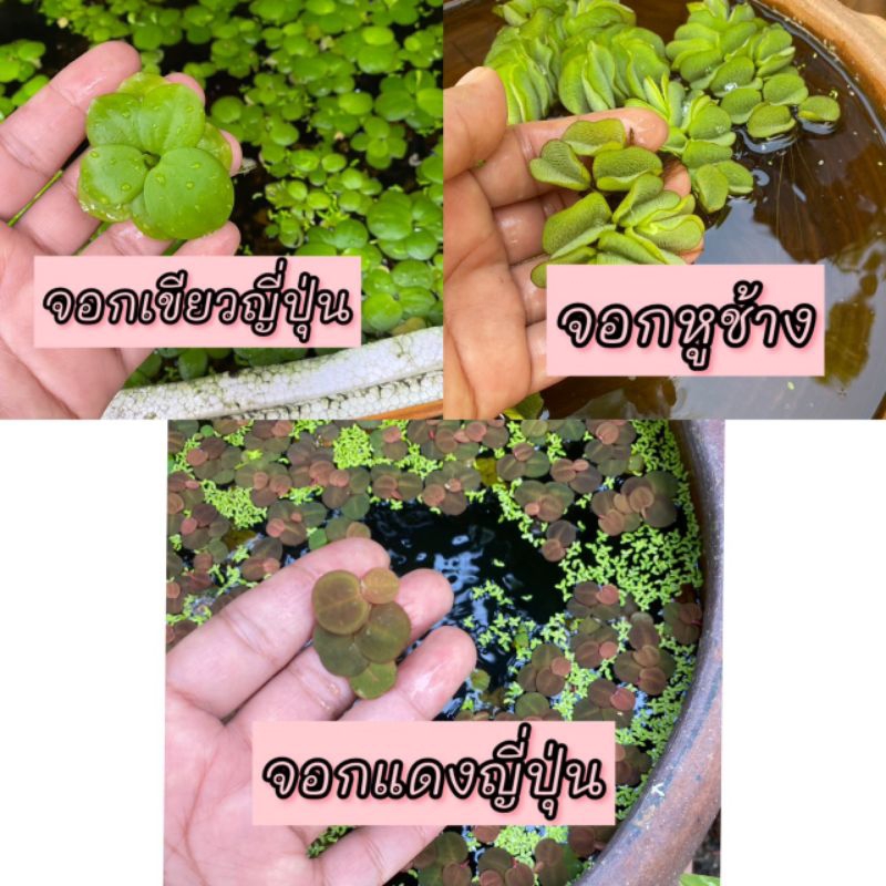 ชุดรวม จอกหหูช้าง จอกเขียวญี่ปุ่น และจอกแดงญี่ปุ่น  (ชุดรวมไม้น้ำยอดนิยม)