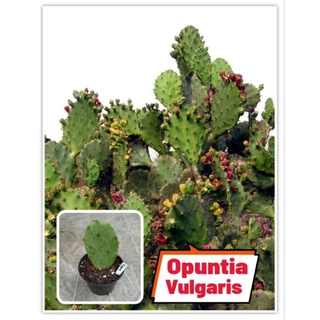 Opuntia Ficus-indica ,Stricta, Vulgaris สายพันธุ์กินใบและผลได้ 📌โปรดอ่านรายละเอียดก่อนสั่งซื้อ