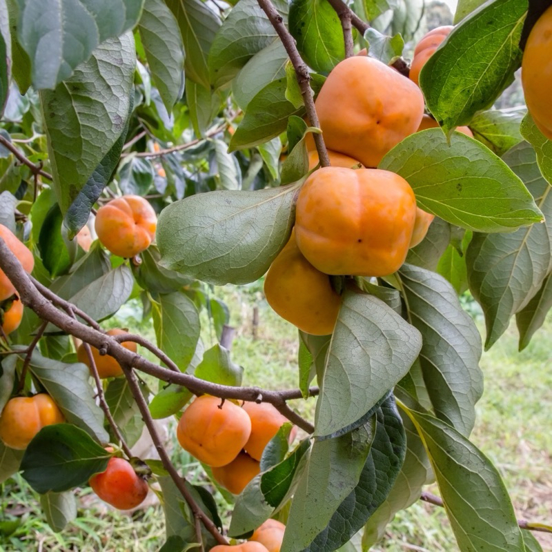 พลับเกาหลี ของแท้100% ส่งตรงจากสวนแบบสดๆ   2กิโลแถม2กิโล