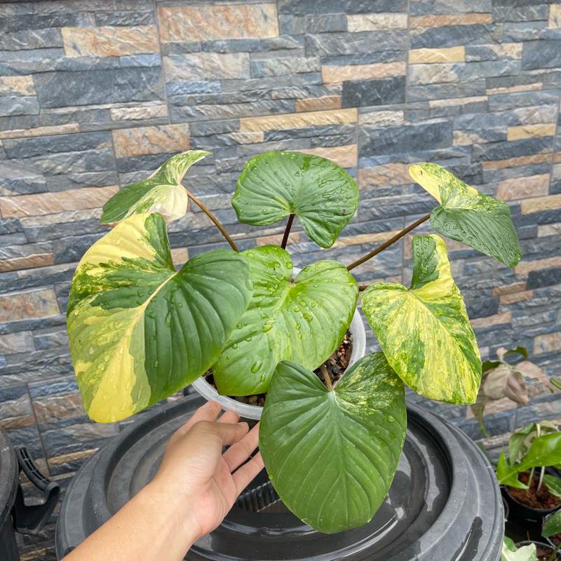 เสน่ห์จันทร์บุษราคัมด่างเหลือง Homalomena Rubescens Variegated